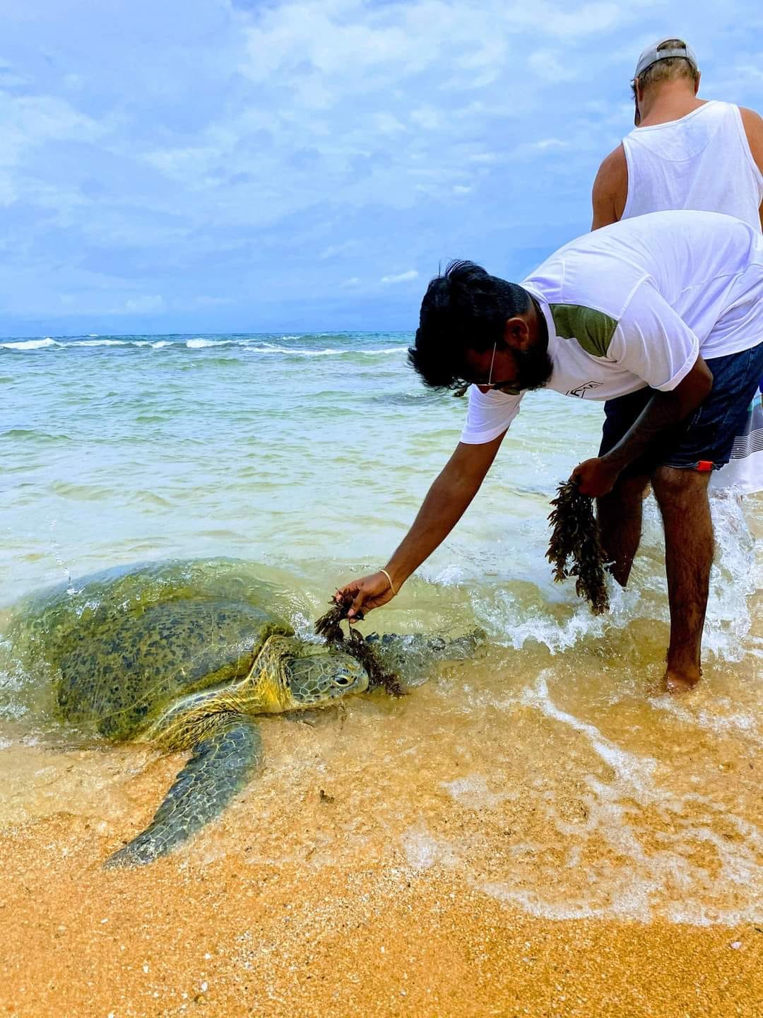 Feeding to Turtle